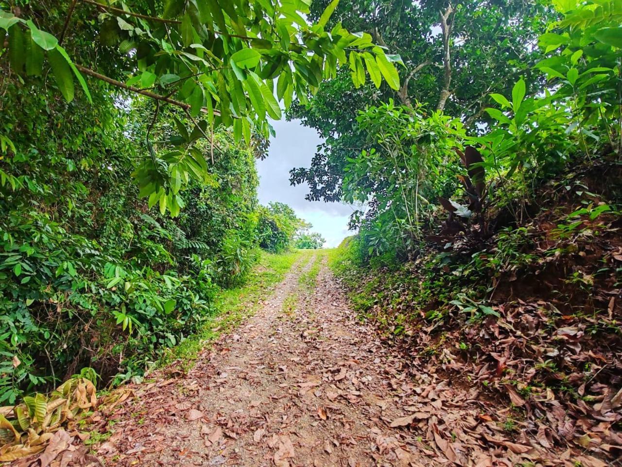 Corcovado Green Cabin & House Драке Экстерьер фото